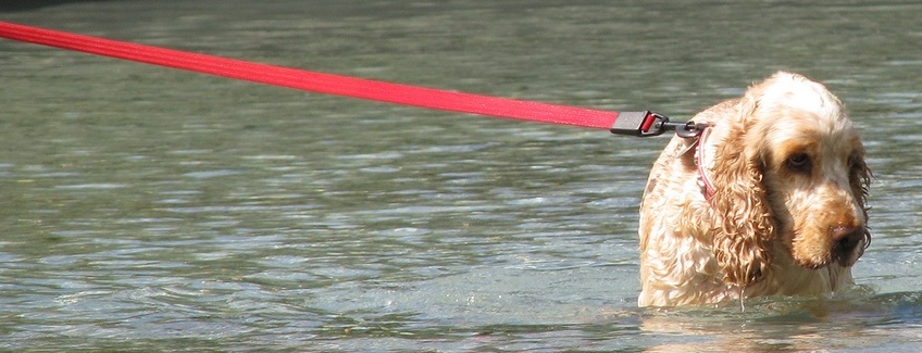 Forlorn Dog on lead in water